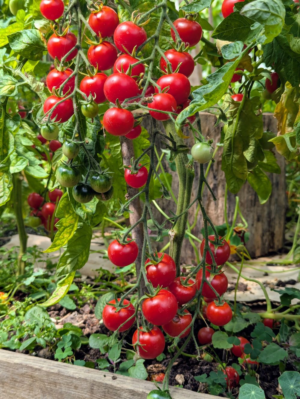 Graham's Tom Thumb Cherry Tomato (vine) - Wales Seed Hub | Hwb