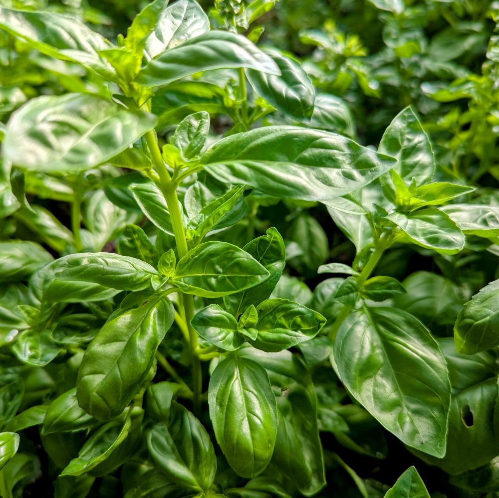 Basil